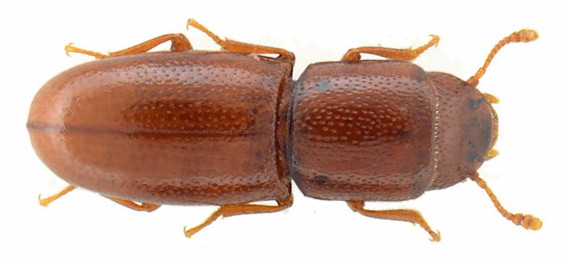 Aglenus brunneus (Gyllenhall, 1813)